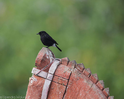 Pied bush chat Male  Geotagged,India,Pied Bush Chat,Saxicola caprata