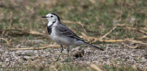 White wagtail  Geotagged,India,Motacilla alba,White wagtail