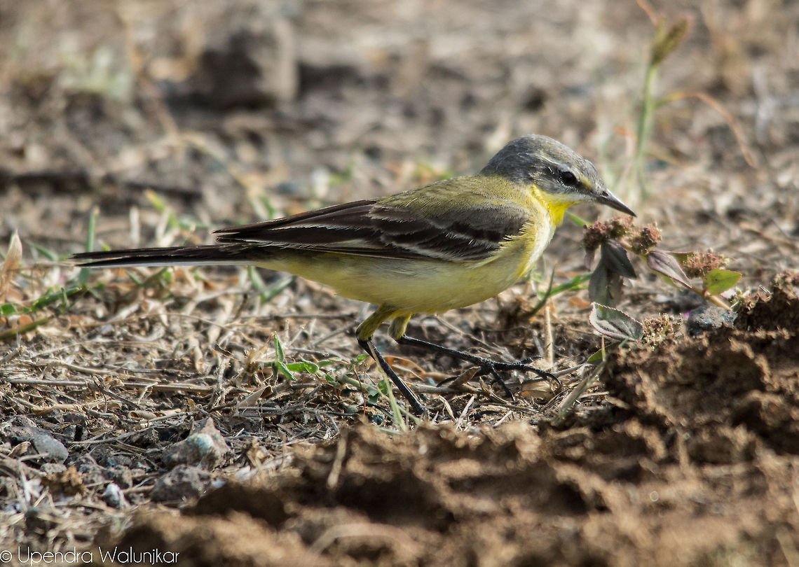Grey wagtail  Geotagged,Grey wagtail,India,Motacilla cinerea