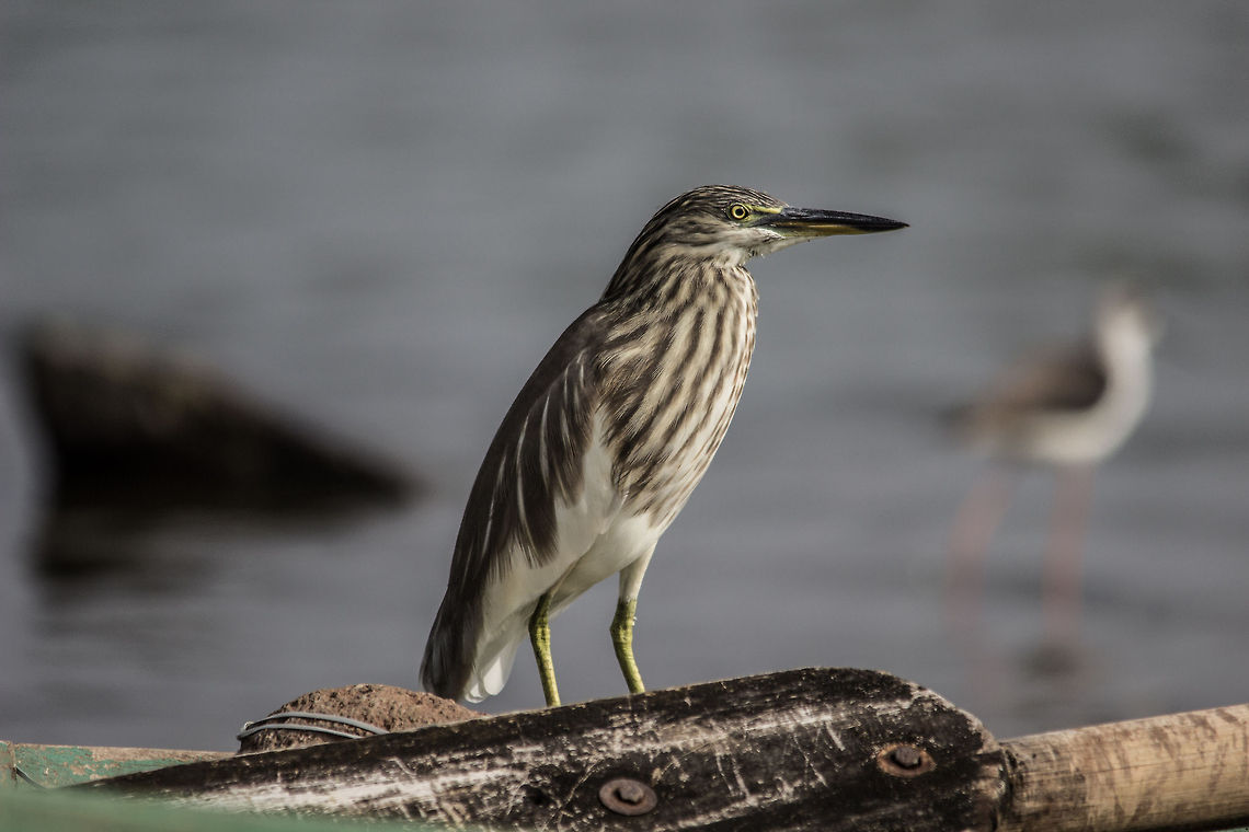 Indian pond heron  Ardeola grayii,Geotagged,India,Indian Pond Heron