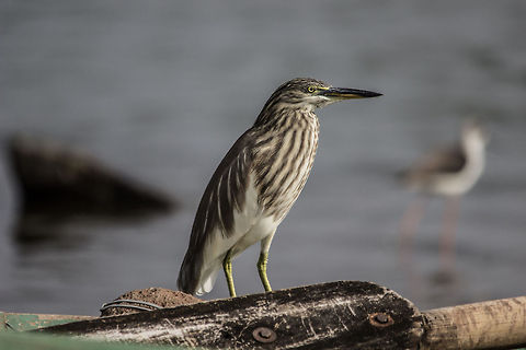 Indian pond heron  Ardeola grayii,Geotagged,India,Indian Pond Heron