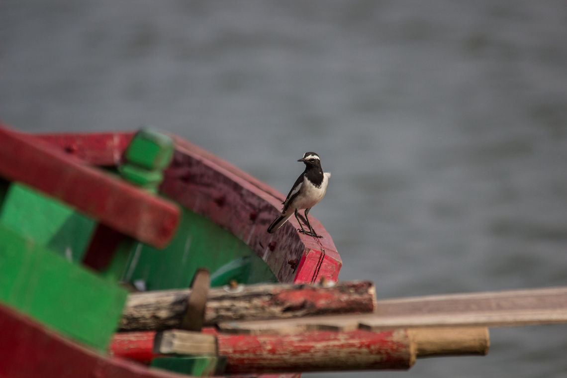 White Browed Wagtail  Geotagged,India,Motacilla maderaspatensis,White-browed Wagtail
