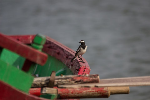 White Browed Wagtail  Geotagged,India,Motacilla maderaspatensis,White-browed Wagtail