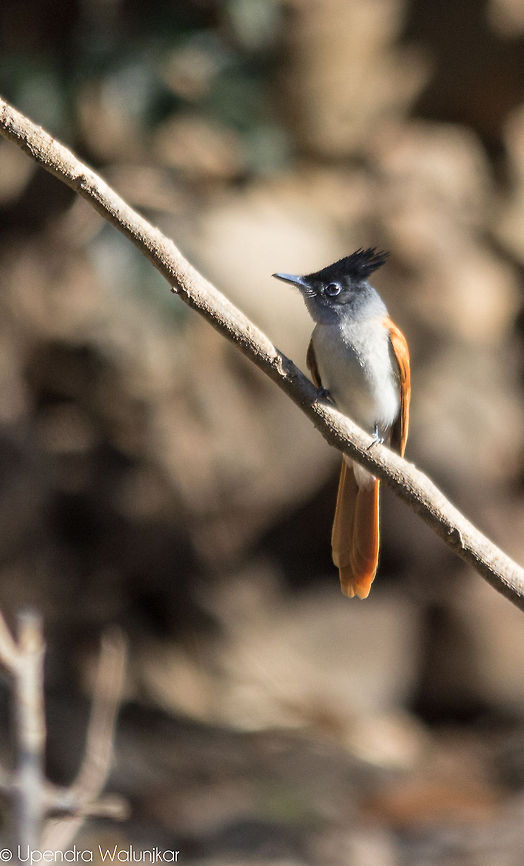 Asian Paradise Flycatcher Female  Asian Paradise Flycatcher,Geotagged,India,Terpsiphone paradisi