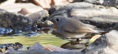 red breasted flycatcher  Ficedula parva,Red-breasted flycatcher