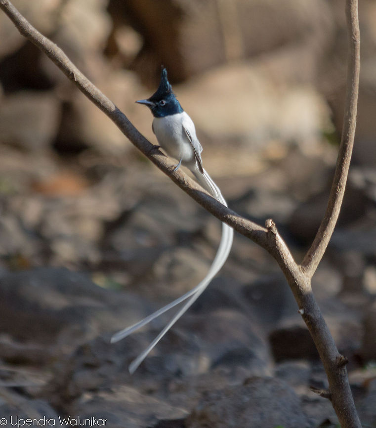 Asian paradise flycatcher Male  Asian Paradise Flycatcher,Geotagged,India,Terpsiphone paradisi