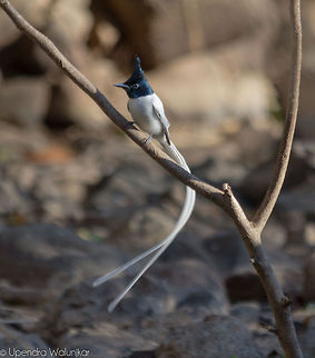 Asian paradise flycatcher Male  Asian Paradise Flycatcher,Geotagged,India,Terpsiphone paradisi