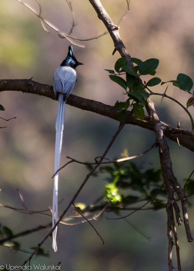 Asian Paradise Flycatcher Male  Asian Paradise Flycatcher,Geotagged,India,Terpsiphone paradisi