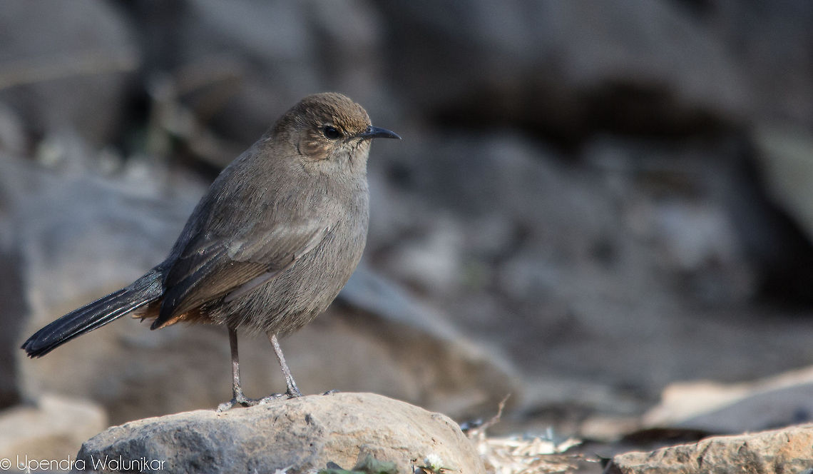 Indian Robin Female  Geotagged,India,Indian Robin,Saxicoloides fulicatus