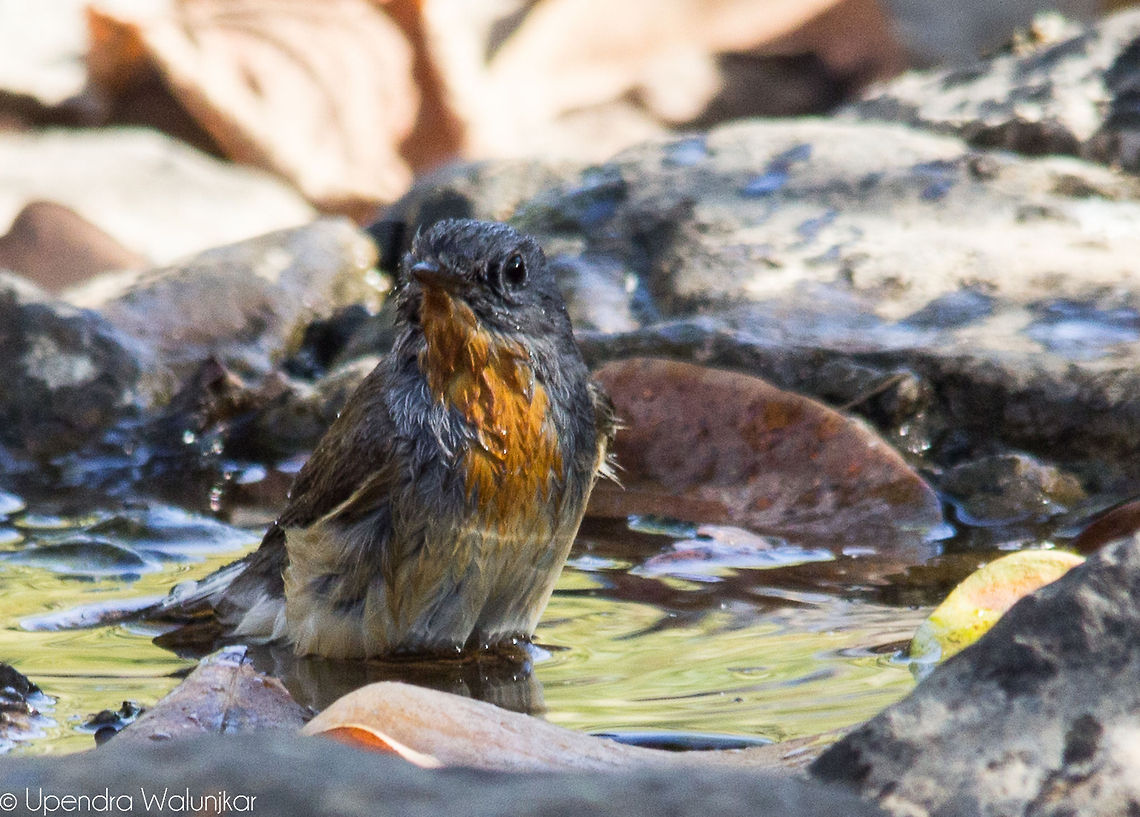 red breasted flycatcher  Ficedula parva,Red-breasted flycatcher