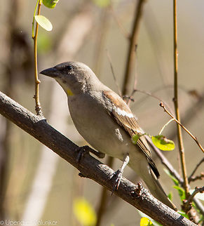 yellow-throated sparrow  Geotagged,India