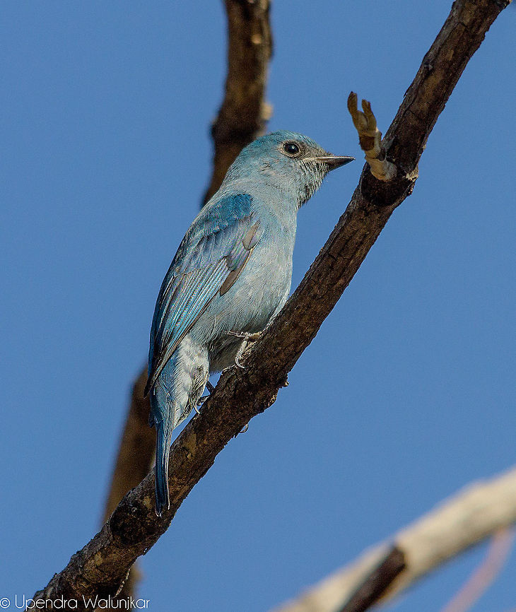 Verditer Flycatcher  Eumyias thalassinus,Geotagged,India,Verditer Flycatcher
