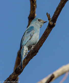 Verditer Flycatcher  Eumyias thalassinus,Geotagged,India,Verditer Flycatcher