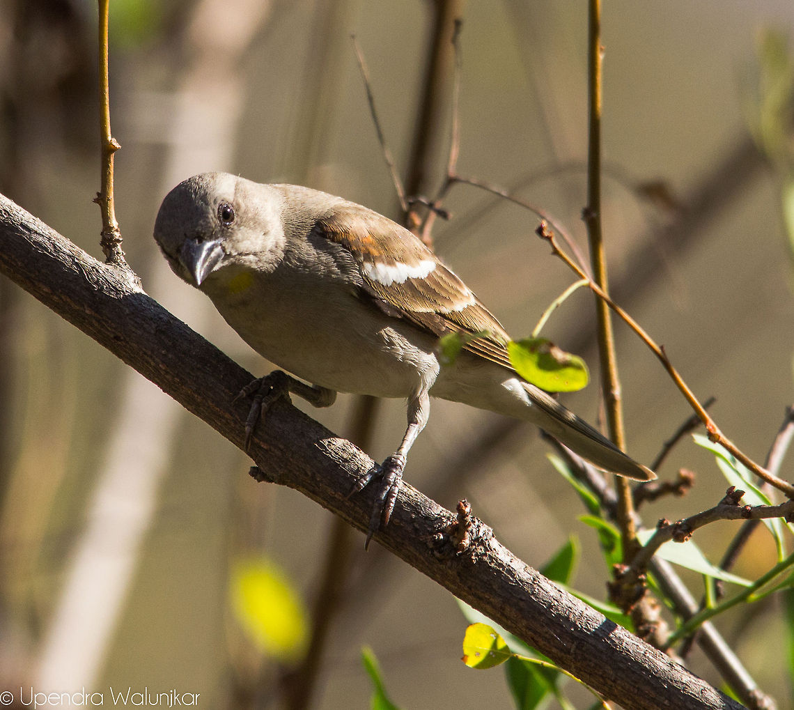 yellow-throated sparrow  Geotagged,India,Petronia xanthocollis,Yellow-throated sparrow