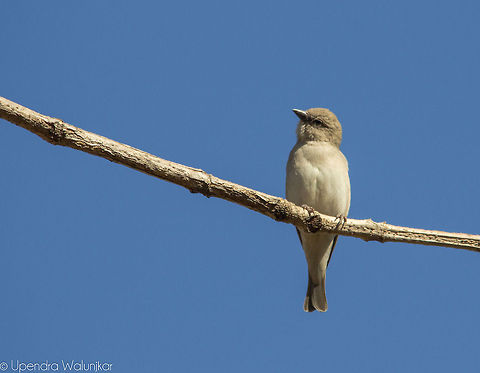 Yellow-throated sparrow