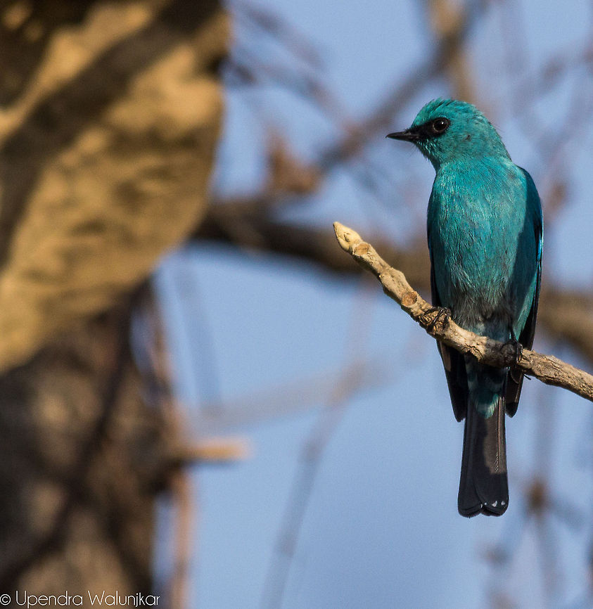 The Verditer Flycatcher Male  Eumyias thalassinus,Geotagged,India,Verditer Flycatcher,Winter