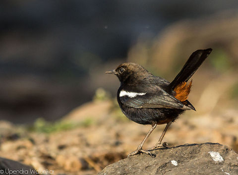 Indian Robin Male  Geotagged,India,Indian Robin,Saxicoloides fulicatus,Winter