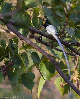 The Asian Paradise Flycatcher Male  Asian Paradise Flycatcher,Geotagged,Terpsiphone paradisi,Winter