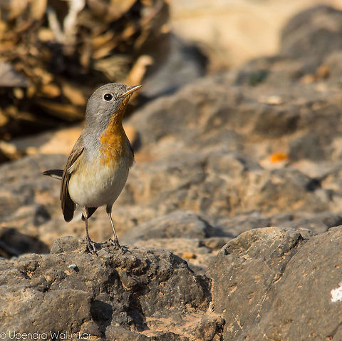 The red-breasted flycatcher  Ficedula parva,Geotagged,India,Red-breasted flycatcher,Winter