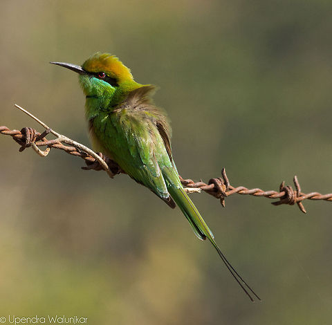 Green Bee-Eater  Geotagged,Green bee-eater,India,Merops orientalis,Winter
