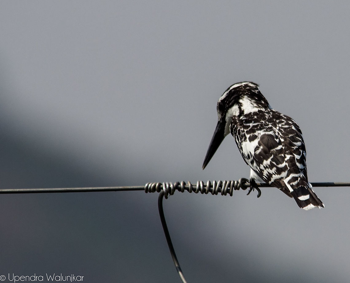 The Pied Kingfisher  Ceryle rudis,Geotagged,India,Pied Kingfisher,Spring