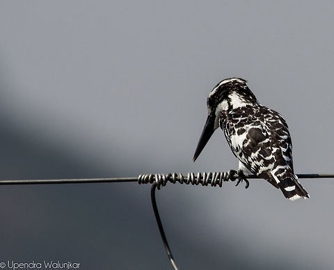 The Pied Kingfisher  Ceryle rudis,Geotagged,India,Pied Kingfisher,Spring