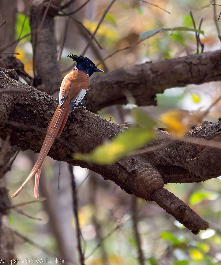 The Asian Paradise Flycatcher Male  Asian Paradise Flycatcher,Geotagged,India,Spring,Terpsiphone paradisi