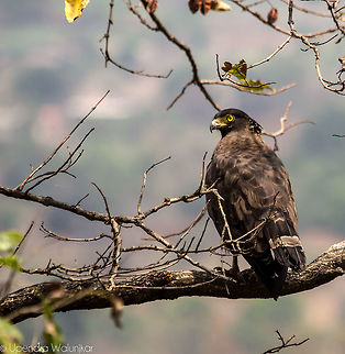 The Crested Serpent Eagle  Crested Serpent Eagle,Geotagged,India,Spilornis cheela,Spring