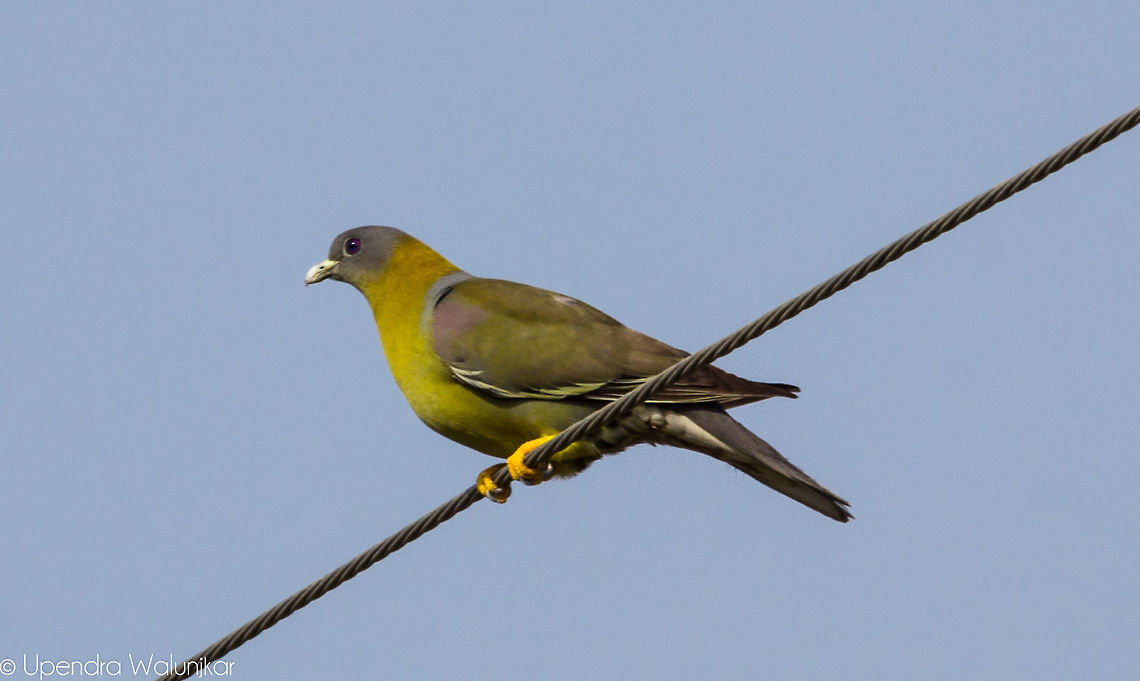 yellow footed green pigeon  Geotagged,India,Spring,Treron phoenicoptera,Yellow-footed green pigeon