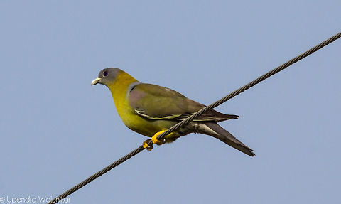 yellow footed green pigeon  Geotagged,India,Spring,Treron phoenicoptera,Yellow-footed green pigeon