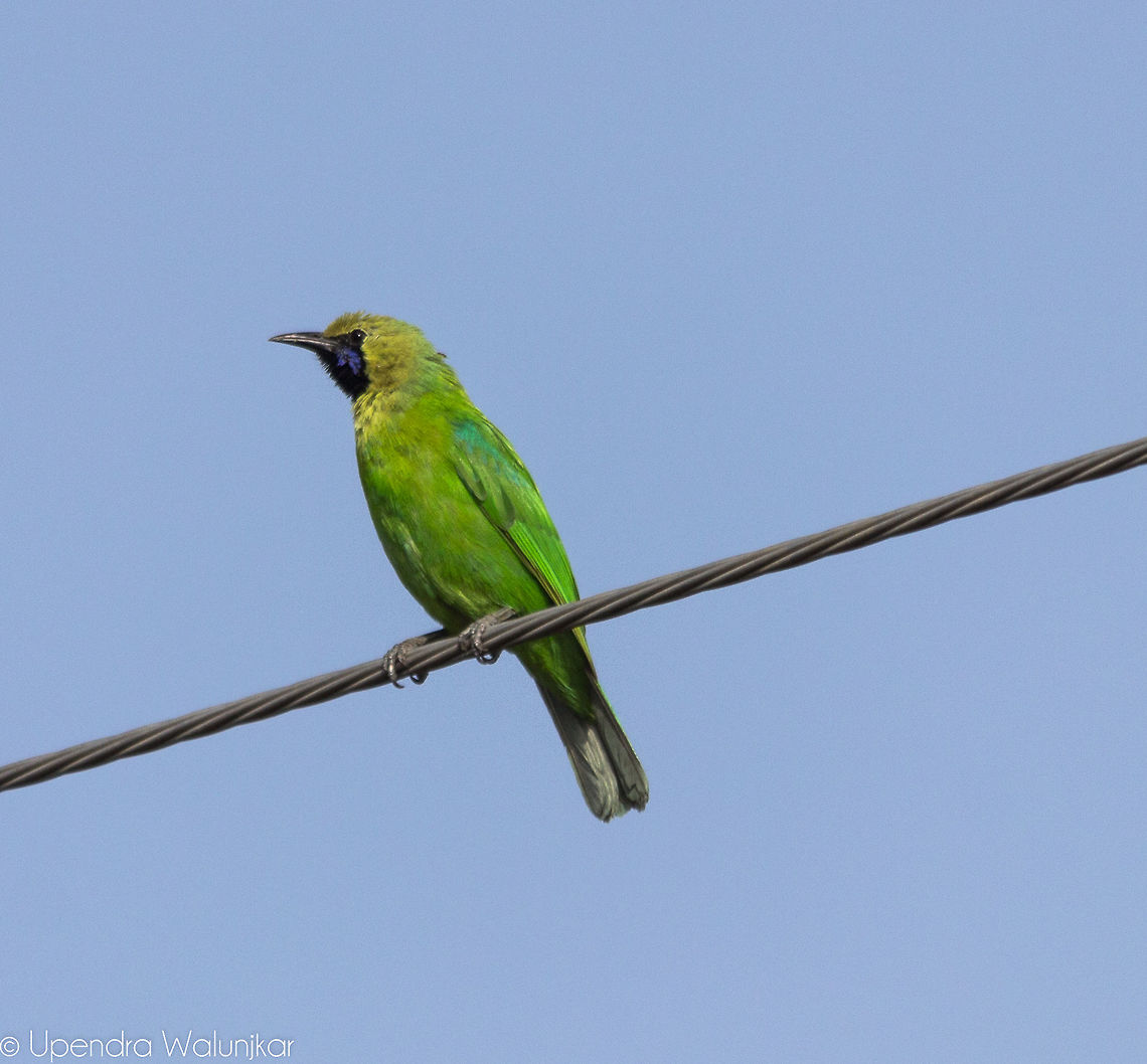 The Golden-fronted Leafbird  Chloropsis aurifrons,Geotagged,Golden-fronted Leafbird,India,Spring