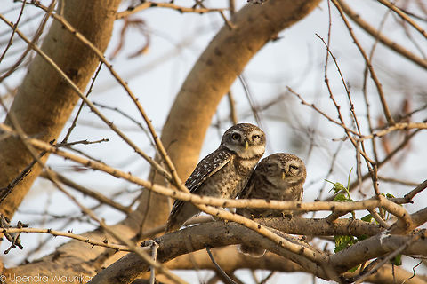 The Spotted Owlets  Athene brama,Geotagged,India,Spotted Owlet,Spring