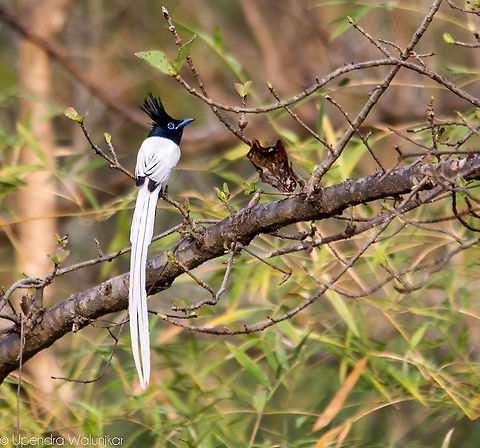 The Asian Paradise Flycatcher Male  Asian Paradise Flycatcher,Geotagged,India,Spring,Terpsiphone paradisi