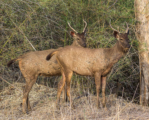 The Sambar  Geotagged,India,Rusa unicolor,Sambar,Spring