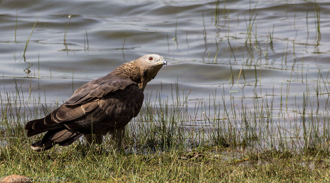 The Crested honey buzzard  Crested honey buzzard,Geotagged,India,Pernis ptilorhynchus,Pernis ptilorhyncus,Spring
