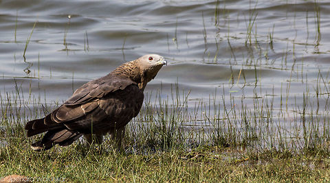 The Crested honey buzzard  Crested honey buzzard,Geotagged,India,Pernis ptilorhynchus,Pernis ptilorhyncus,Spring