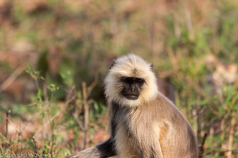 Gray Langur  Geotagged,India,Nilgiri langur,Semnopithecus dussumieri,Southern plains gray langur,Spring,Trachypithecus johnii