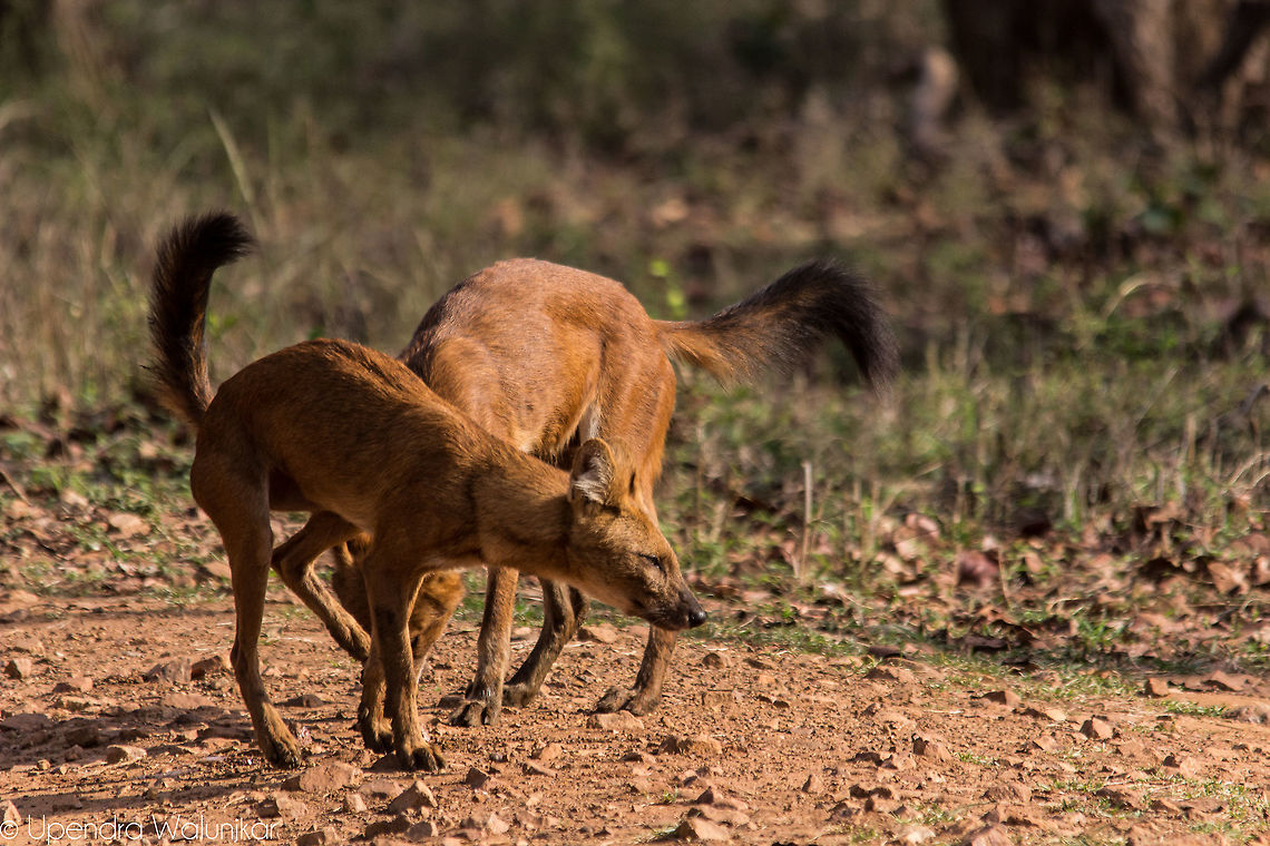 Indian Wild Dogs  Cuon alpinus,Dhole,Geotagged,India,Spring