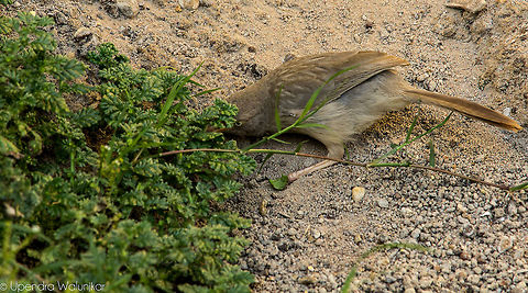The Jungle Babbler  Geotagged,India,Jungle Babbler,Spring,Turdoides striata
