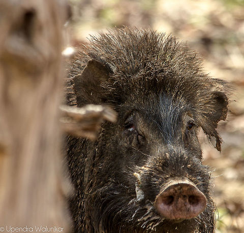 Wild Boar Male  Geotagged,India,Razorback,Spring,Sus scrofa