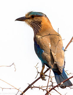 The Indian Roller  Coracias benghalensis,Geotagged,India,Indian Roller,Spring