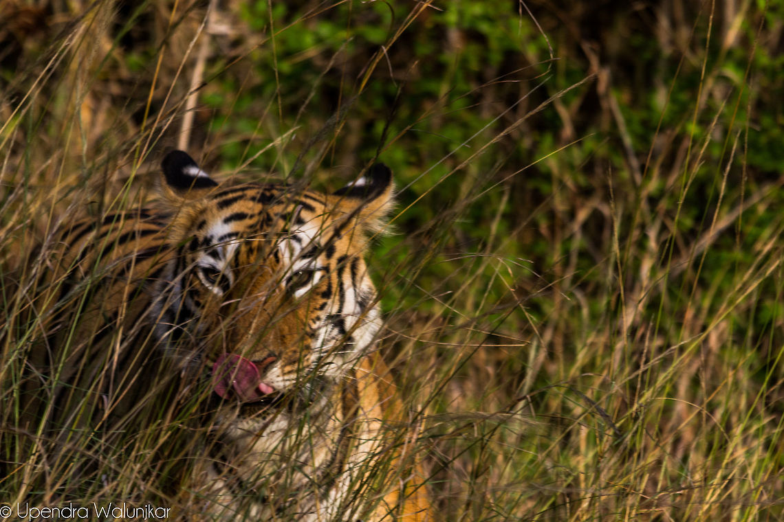 The Bengal tiger  Bengal tiger,Geotagged,India,Panthera tigris tigris,Spring