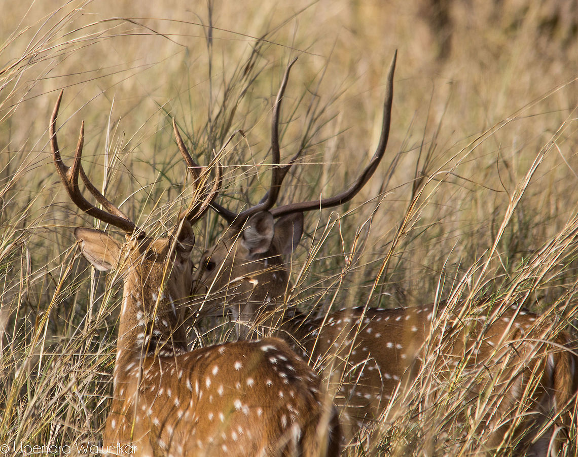 The Axis deer  Axis axis,Axis deer,Geotagged,India,Spring