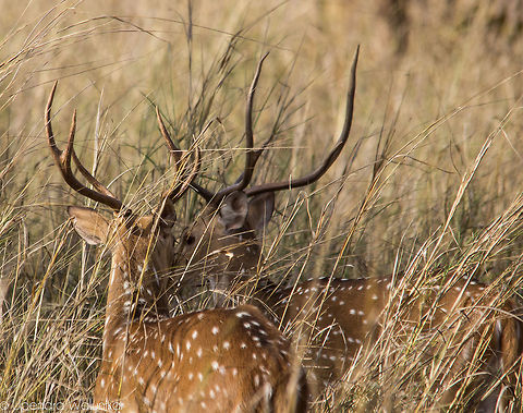 The Axis deer  Axis axis,Axis deer,Geotagged,India,Spring