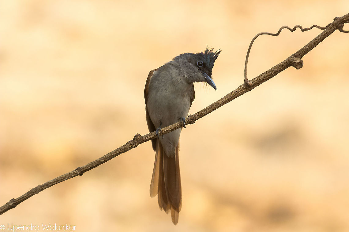 Asian Paradise Flycatcher female  Asian Paradise Flycatcher,Geotagged,India,Terpsiphone paradisi,Winter