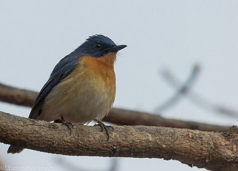 Tickell's Blue Flycatcher  Cyornis tickelliae,Geotagged,India,Tickells Blue Flycatcher,Winter