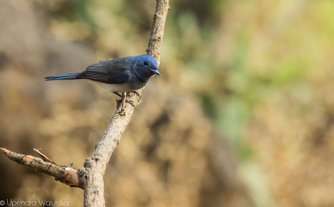 black-naped blue flycatcher&nbsp;female  Black-naped monarch,Geotagged,Hypothymis azurea,India,Winter