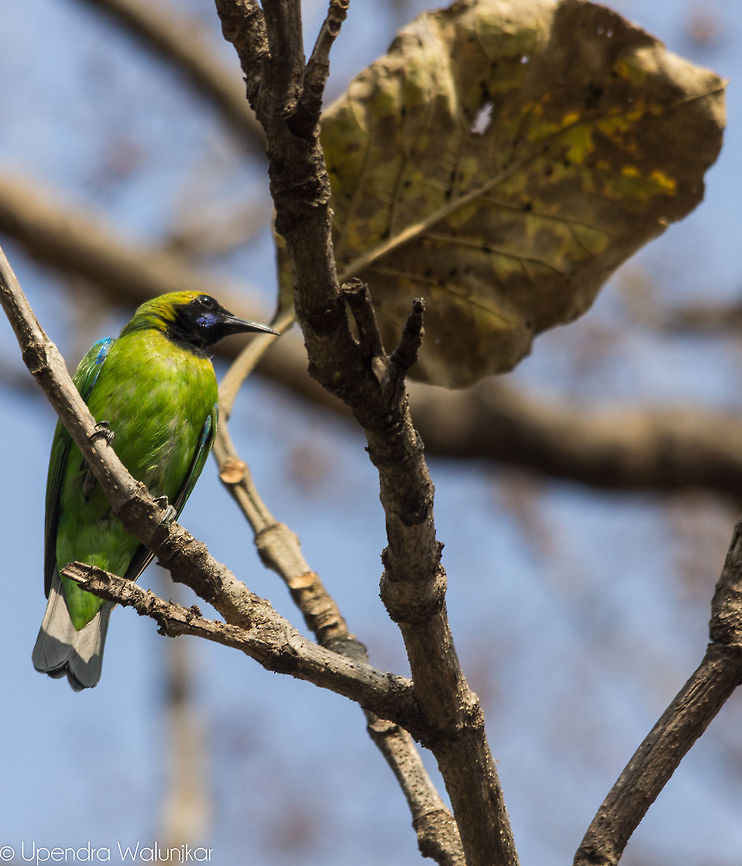 Golden-fronted Leafbird  Chloropsis aurifrons,Geotagged,Golden-fronted Leafbird,India,Winter