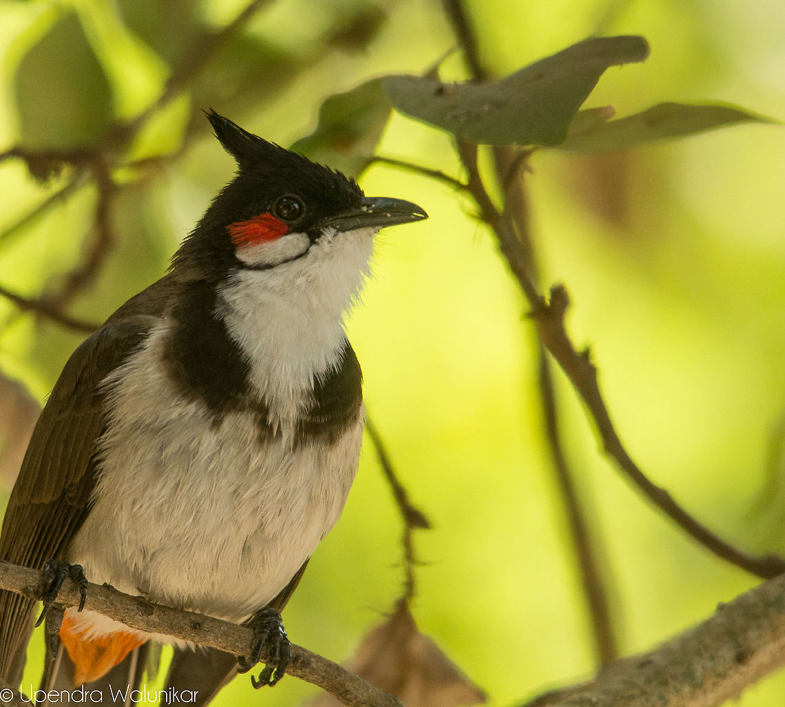 red-whiskered bulbul  Geotagged,India,Pycnonotus jocosus,Red-whiskered bulbul,Winter
