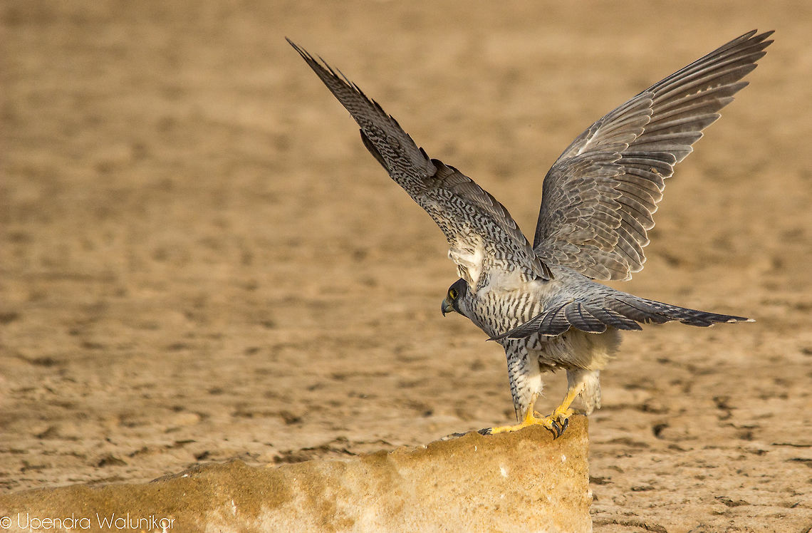 Peregrine Falcon  Falco peregrinus,Geotagged,India,Peregrine Falcon,Winter